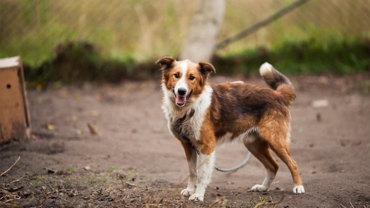 狗狗走丢了怎么样才能快速找回来,狗狗跑丢了怎么办最有效方法找回