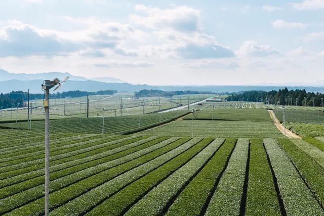 土山茶在福建叫什么茶,日本十大名茶