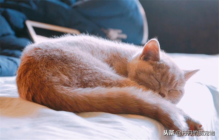 猫咪没胃口怎么办,猫咪没食欲用什么调理
