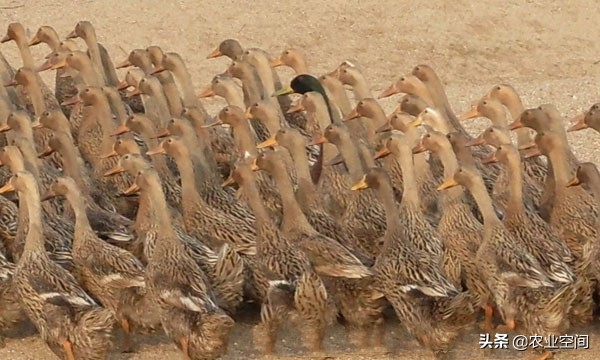 散养蛋鸭和圈养蛋鸭的区别,养蛋鸭的技术和方法