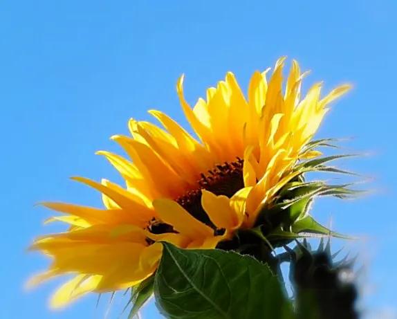 向日葵种子什么品种最好,向日葵哪种是可食用品种