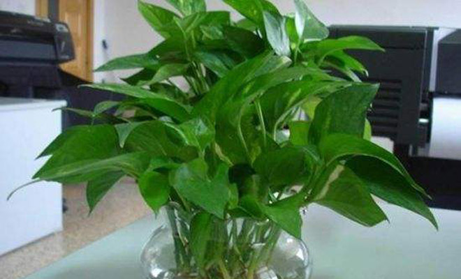 水培绿萝怎么养才能更旺盛土培,水培绿萝怎么养才能更旺盛更绿