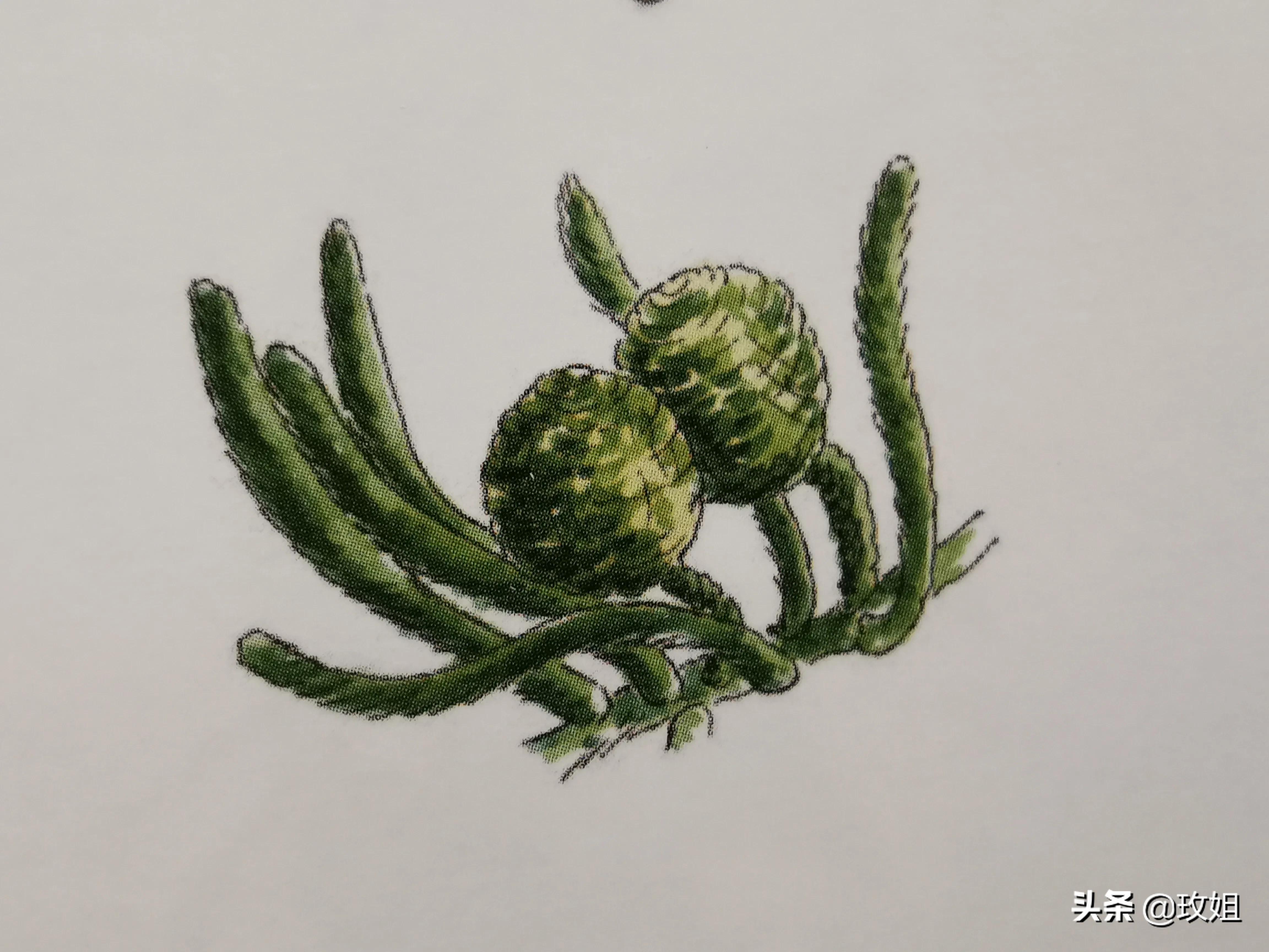 巴拉那松木材用途,巴拉那松树木