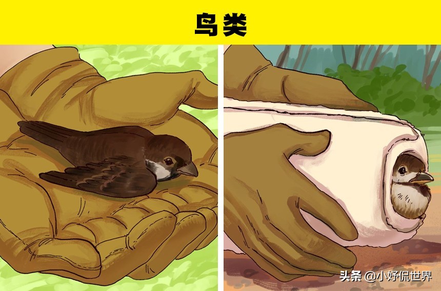 动物受伤处理视频,国家二级保护动物受伤了怎么处理