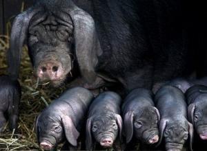 作为我国繁殖力最高、产仔数最高的猪种,太湖猪的优点有哪些