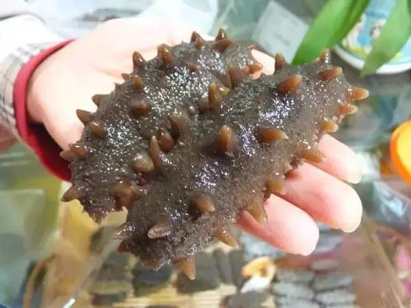 海参蒸蛋海参泡发的正确方法,海参咬不动海参泡发的正确方法