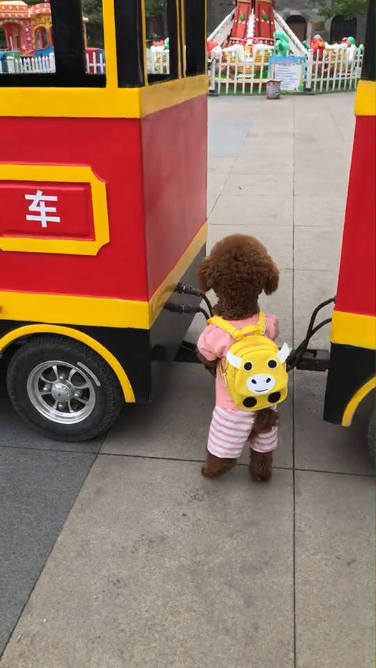 泰迪站立走路训练,泰迪直立行走引来所有人的目光