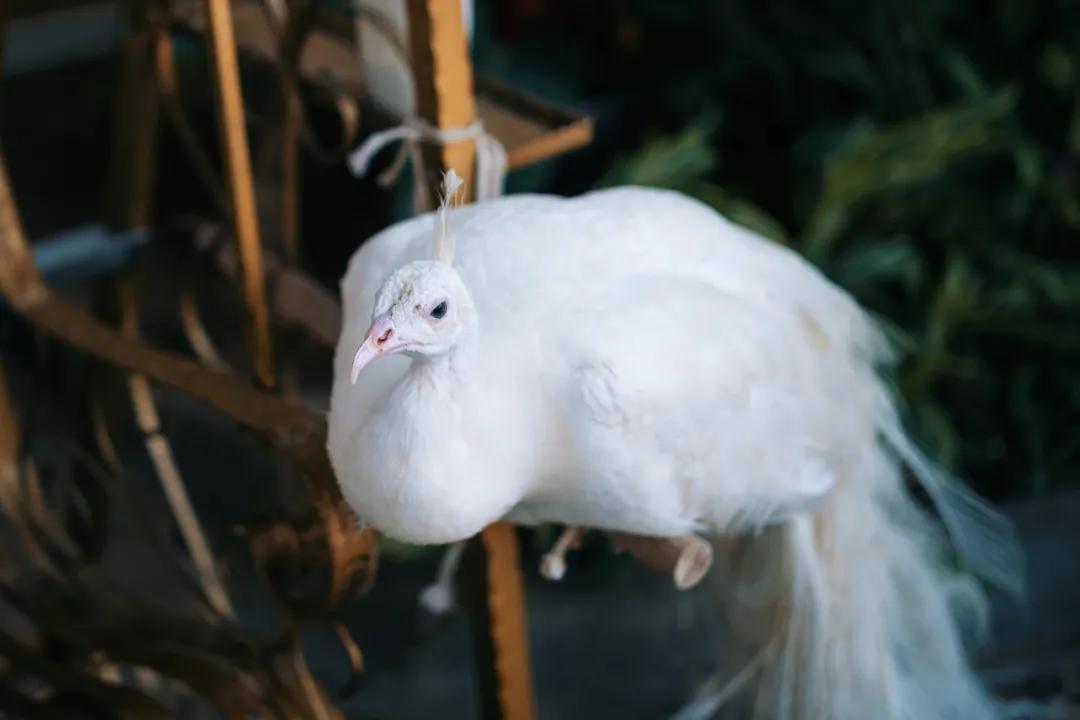 西双版纳蓝孔雀江景主题酒店,西双版纳告庄双景酒店攻略