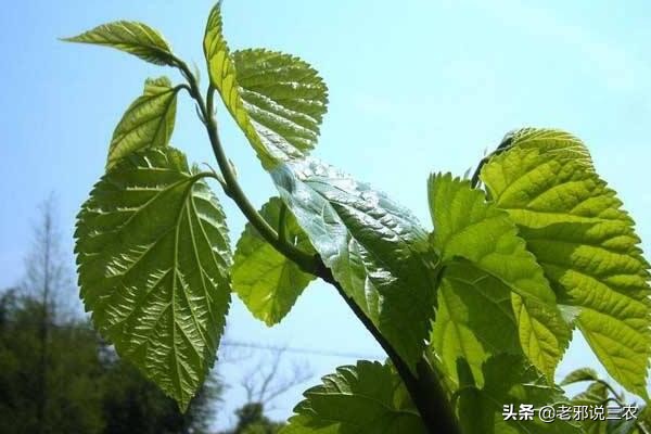 桑树卷叶病防治用的什么药,桑树叶子常见病害有哪些