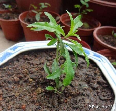 养花不如种姜,养花不如种鸡蛋