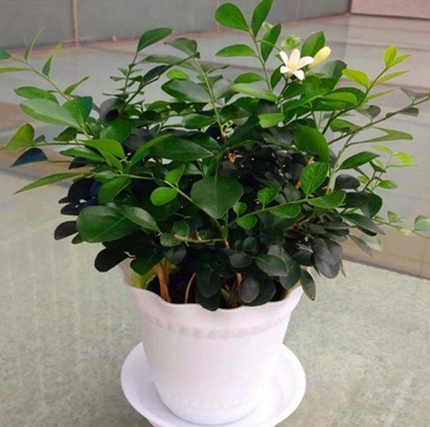 九里香掉叶子烂根怎么解决,九里香盆栽烂根怎么补救