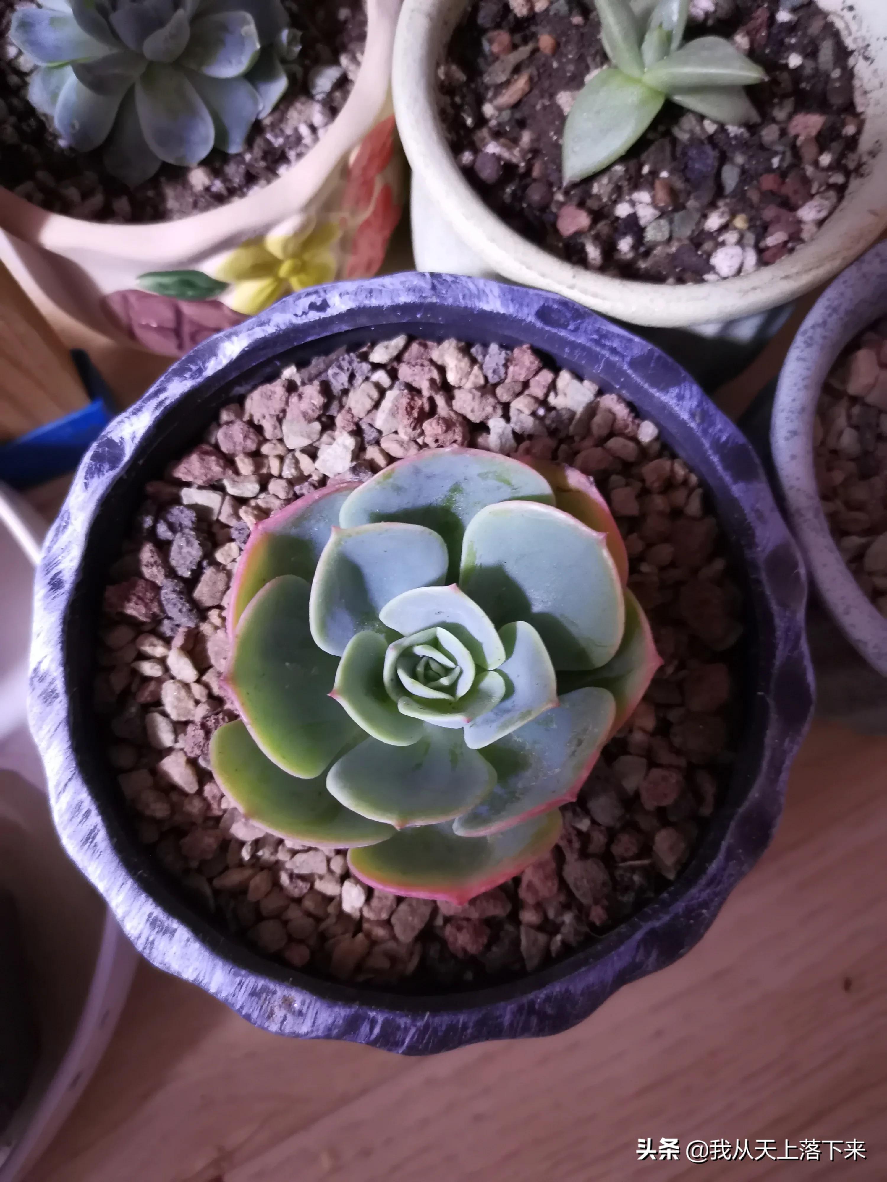 89种常见多肉植物品种图，实物拍摄，还不认识的小伙伴赶紧收藏好