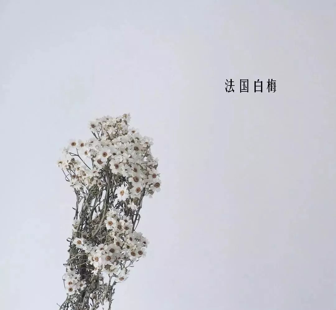 鲜花店常见花材品种大全,花店里同款的两种不同价格的花材