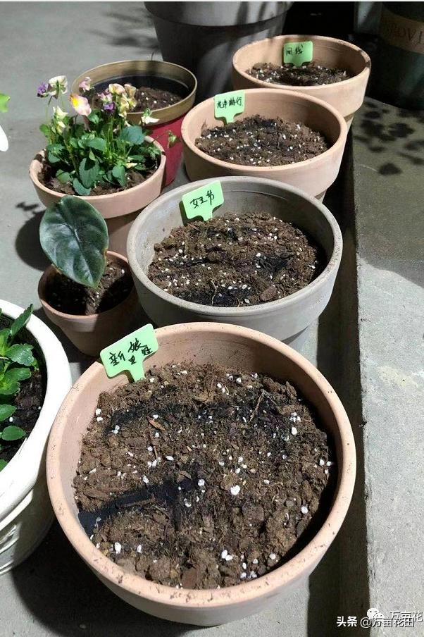 裸根百子莲的栽种方法,马蹄莲的球根种植方法图片大全