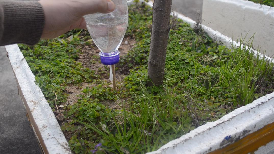 一个塑料瓶一根棉签，教你做自动浇水器，不用担心花草没人浇水了