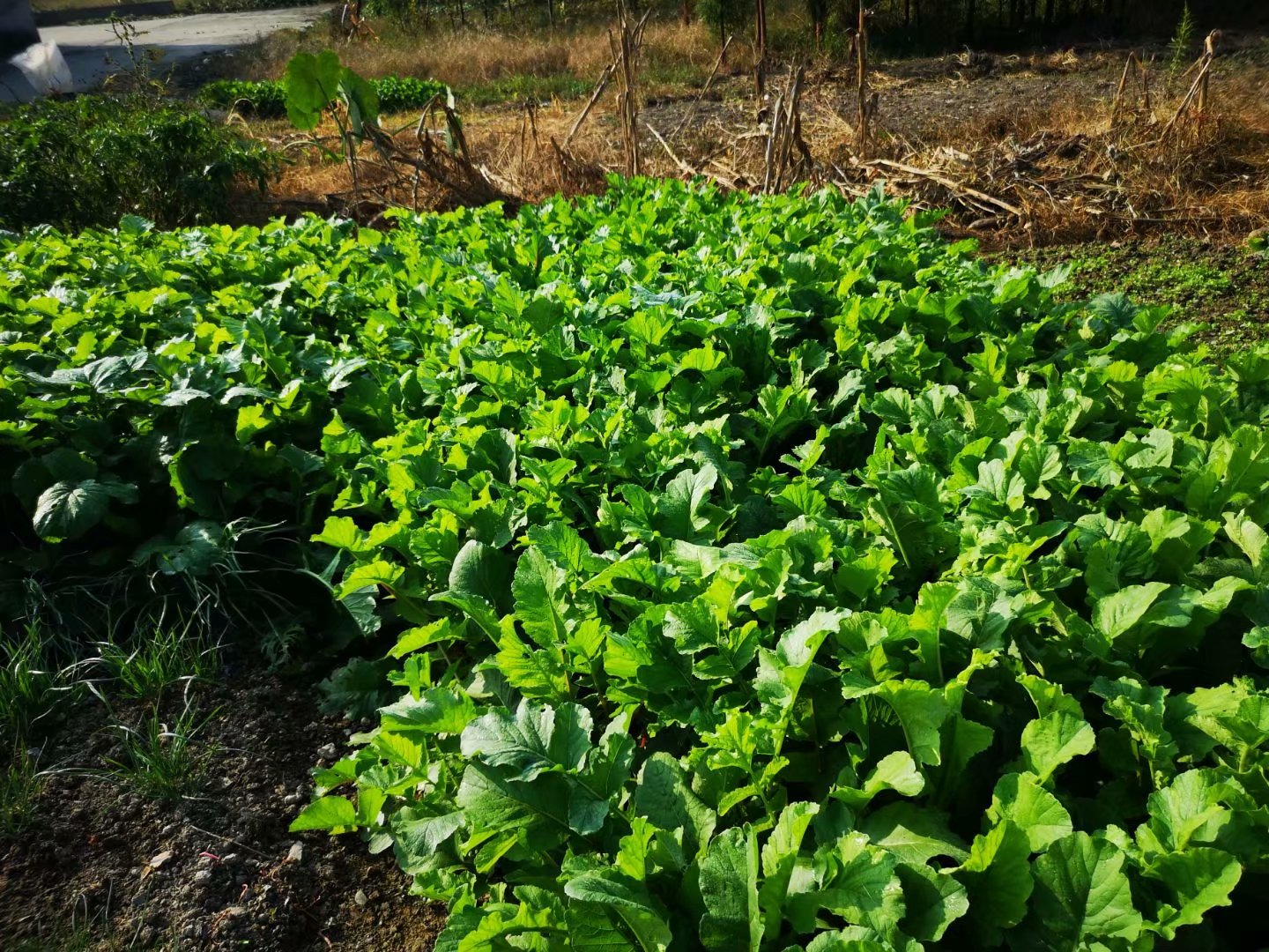 寻找遗忘的古村落,找不回的村庄抹不去的记忆