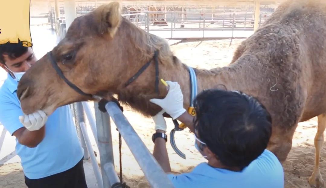 鎴戝湪杩嫓鍘熺増瑙嗛,杩嫓鐨勮禌楠嗛┘