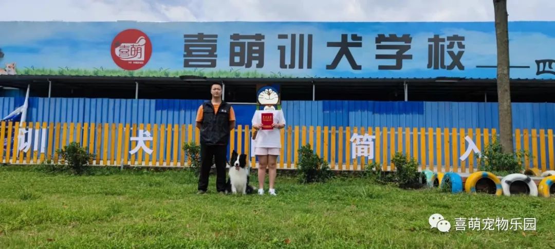 边牧犬对主人的忠诚度怎么样,边牧为什么对主人很听话