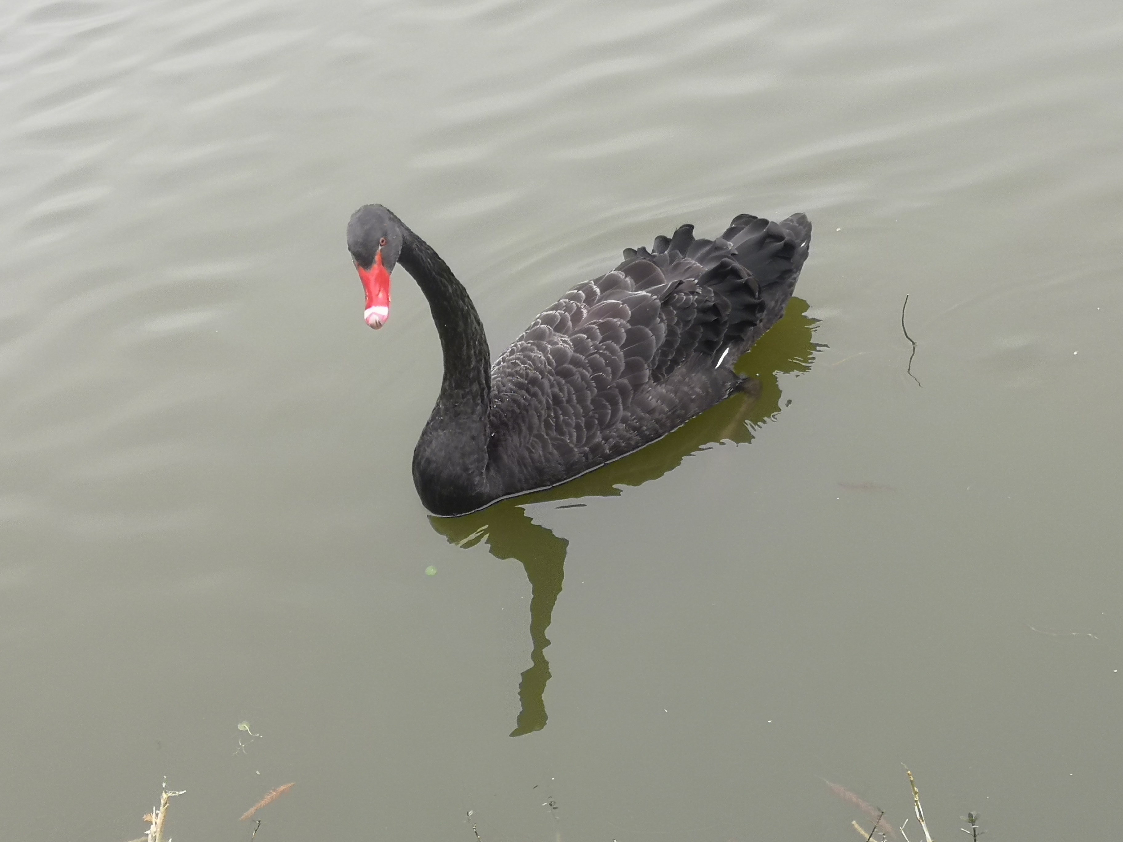 厦门游轮自助游价格多少,厦门到贵州自助游攻略
