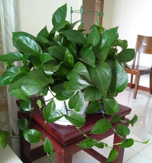 盆栽绿萝怎样才能长得茂盛,小盆栽绿萝怎么养才能更旺盛