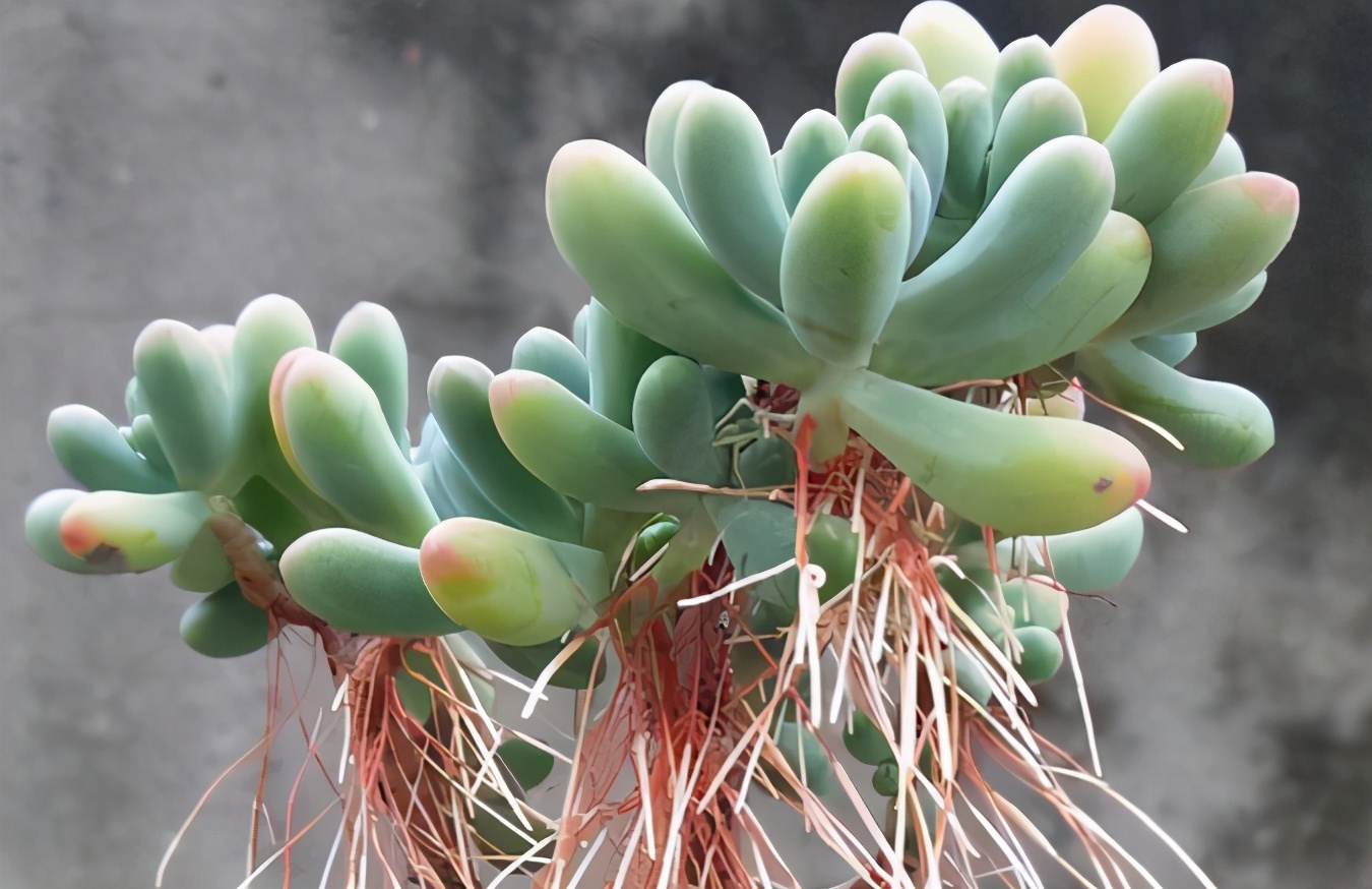 多肉长根不长芽怎么办,多肉杆上长胡须是怎么回事