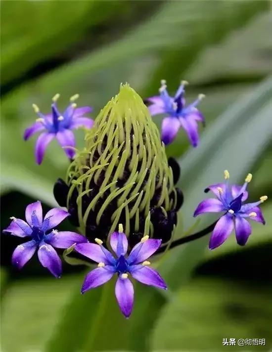 十种稀有长寿花,80个长寿花品种全都美极了