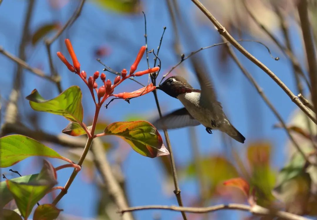 吸蜜蜂鸟简介,吸花蜜的鸟图片