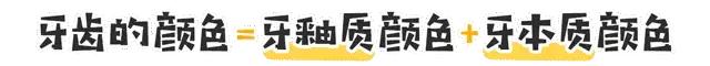 牙齿最坚硬的部分叫什么,怎么判断牙齿的磨损程度