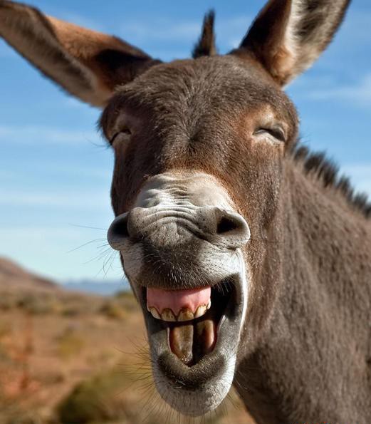 龙的灭绝之谜,龙怎么灭亡的真相