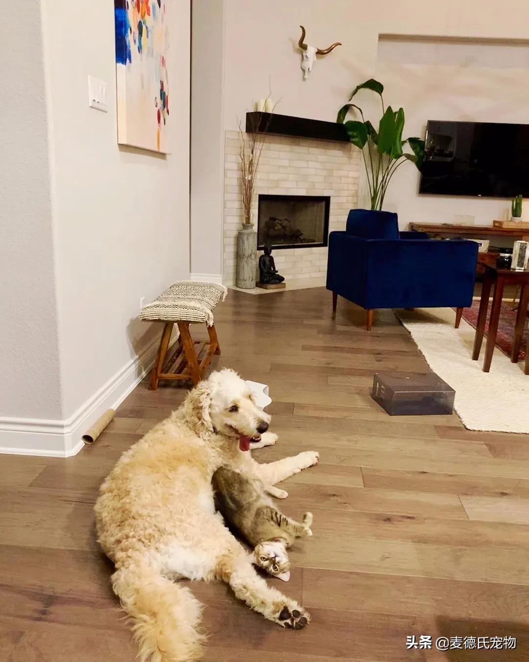 流浪猫猫赖到门口不走,流浪猫在我家门口赖着不走了