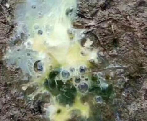 家养鸡防新城疫,养鸡新城疫怎么办