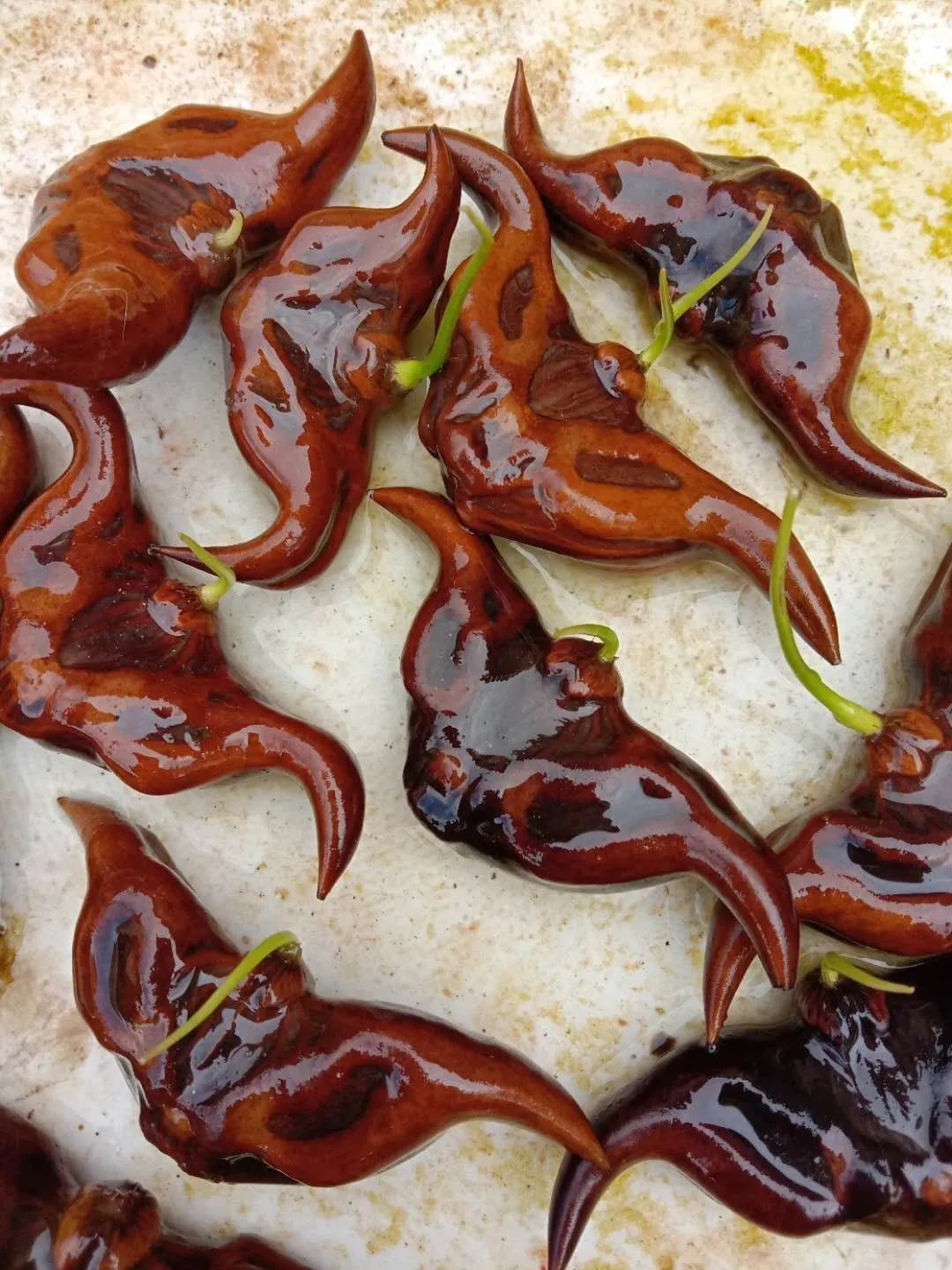 你吃的菱，是2角、4角还是0角？