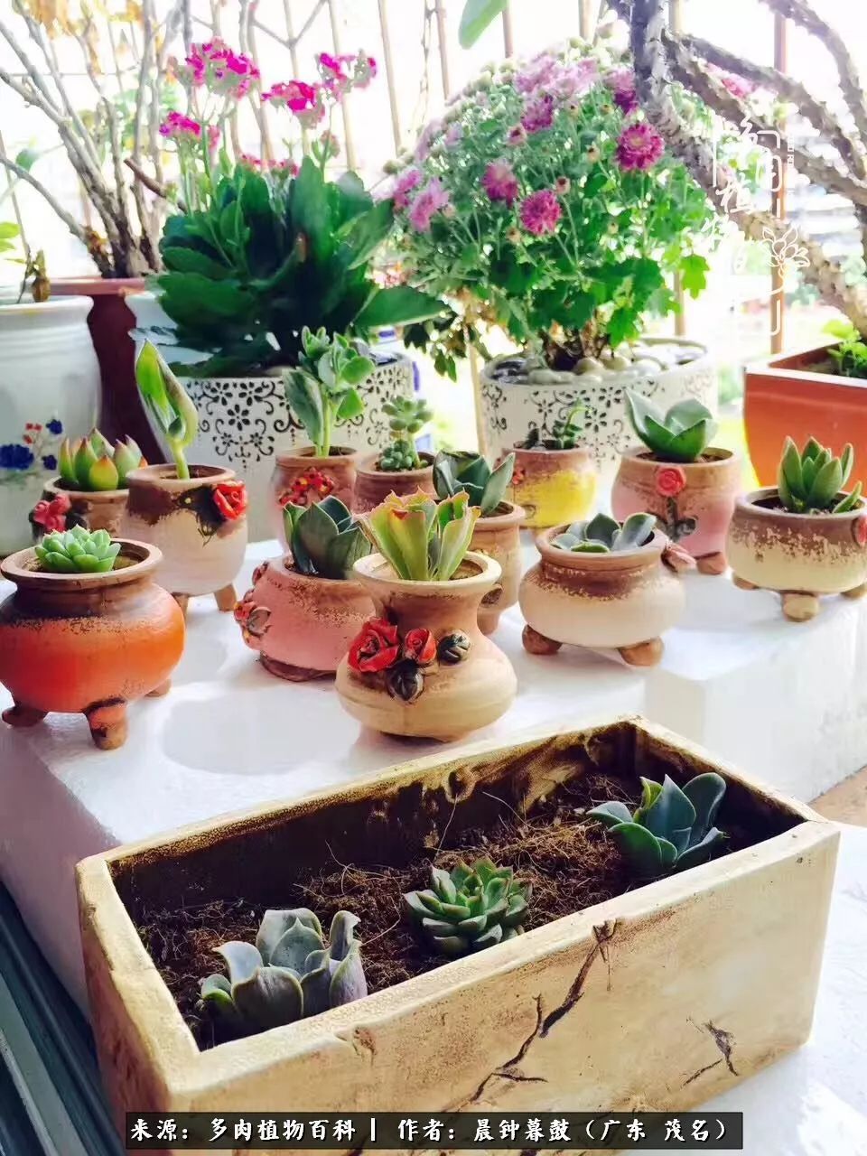 轻轻地告诉你，我的多肉也曾美过，不信你看看