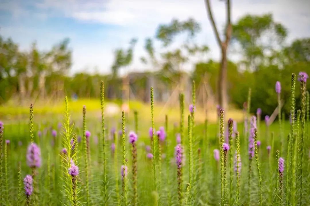北京五环最美花海,附近免费景点踏青网红打卡地