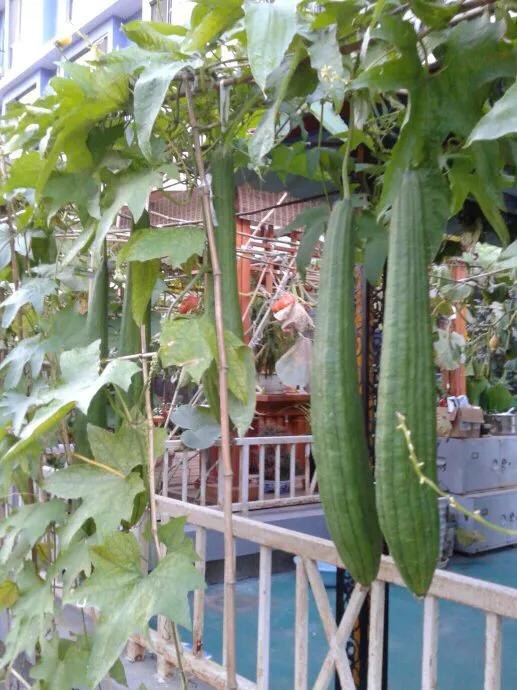 丝瓜苗嫁接方法和视频,丝瓜苗嫁接方法