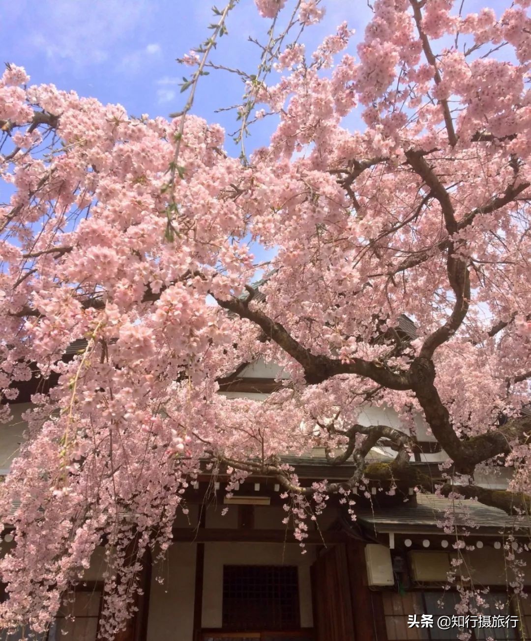 日本樱花季是八月几号,2020年日本樱花花期表