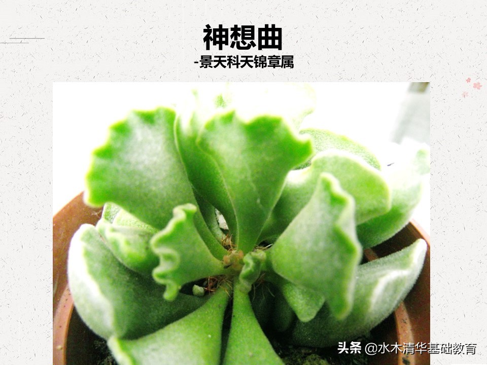 梦幻女王多肉植物百科图谱,原产地多肉植物图谱pdf