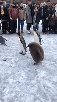 搞笑gif段子妹子你太皮了,搞笑gif段子妹子有点太淘气了