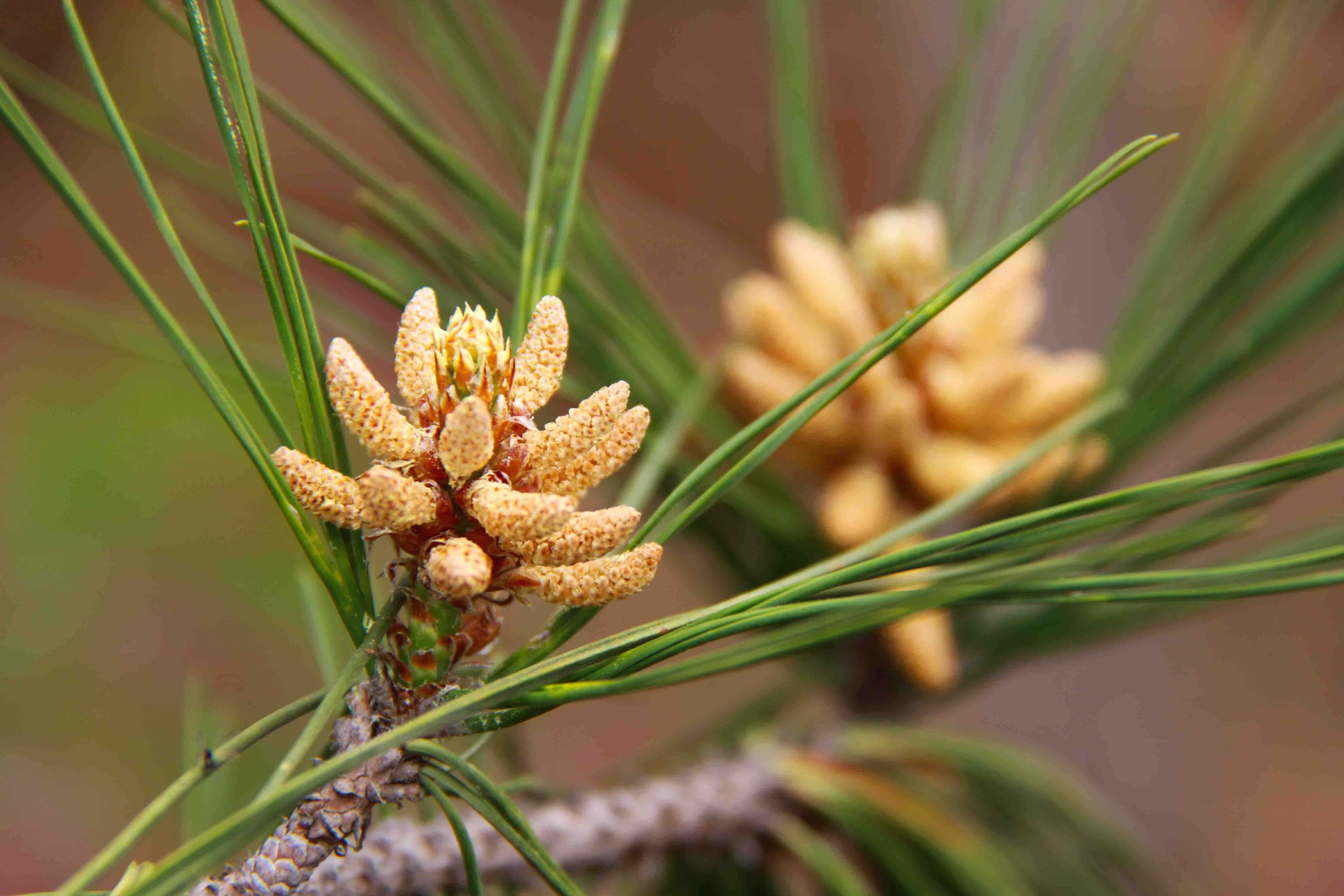 这种花农村没人要，掉在地上腐烂了，殊不知它是价值珍贵的松花粉