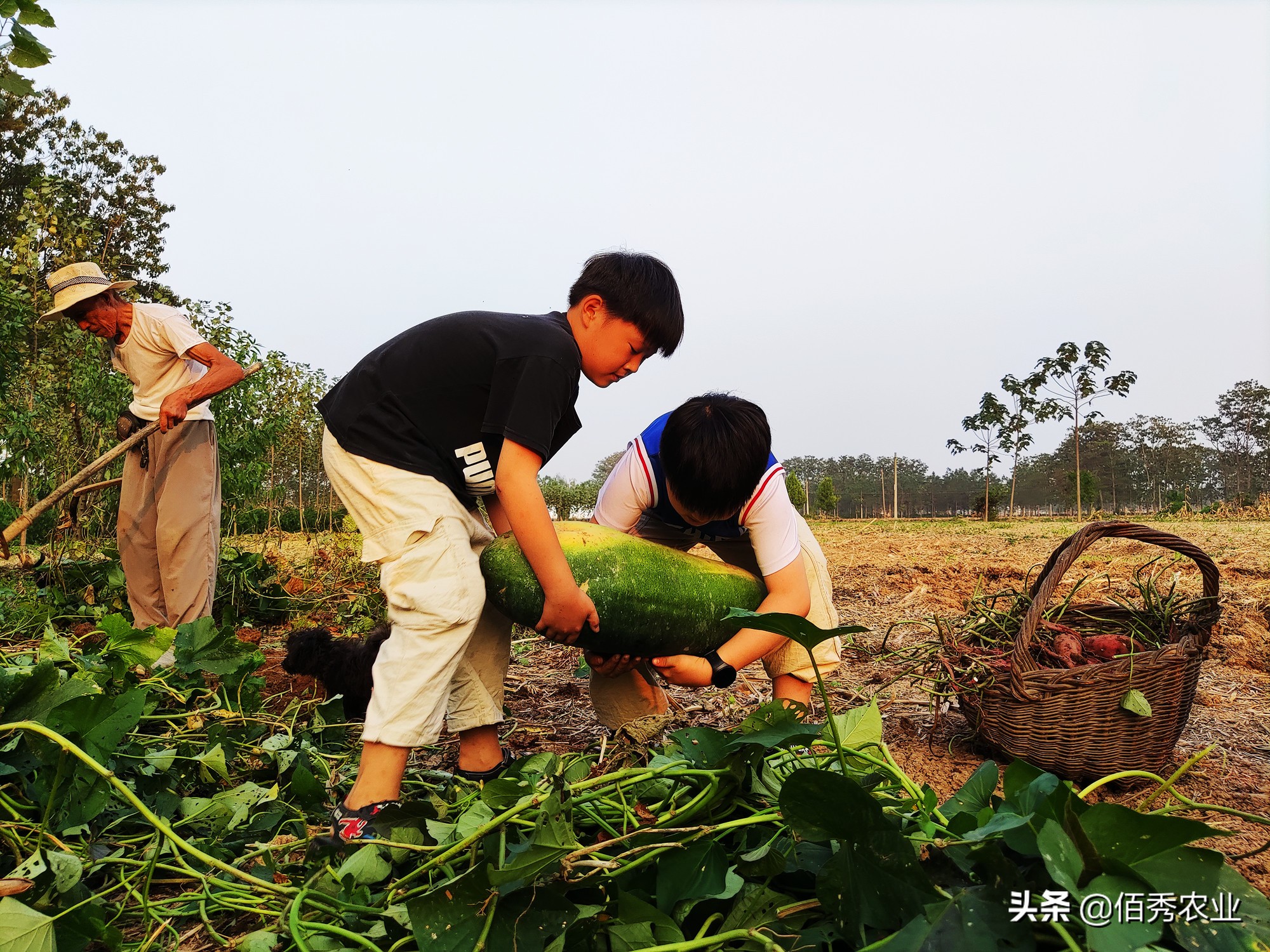 地摊卖菜生意的技巧,农民卖菜生意小妙招
