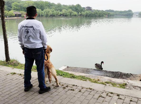 天鹅被鱼线缠住,天鹅被鱼线缠绕