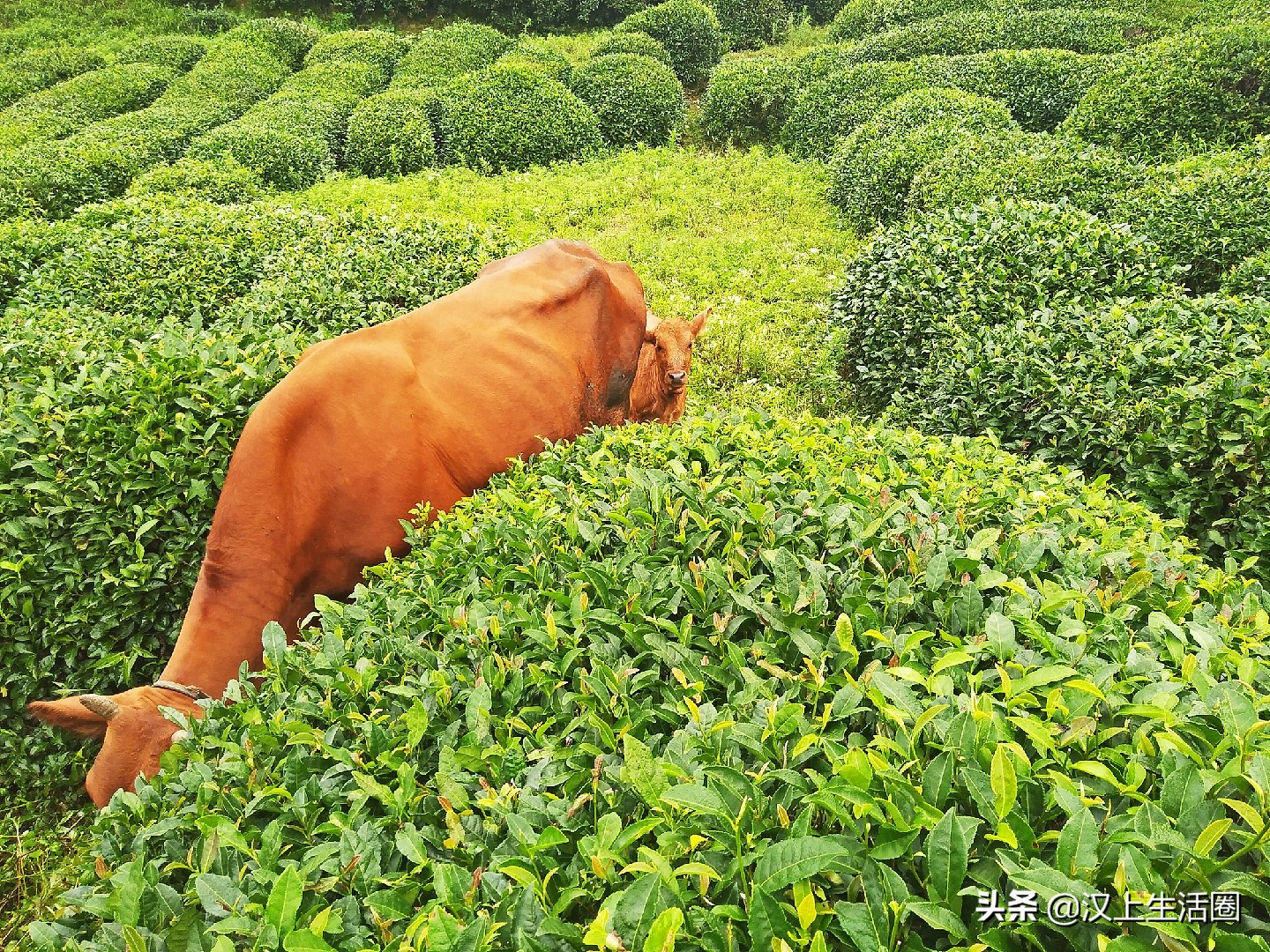 西乡美胡仕清出于对家乡的热爱，一直致力于宣传西乡，赞美西乡
