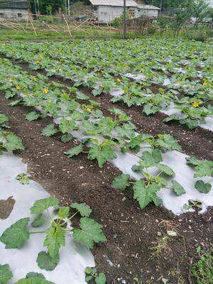 西葫芦要防治什么病,冬季露天西葫芦病虫害防治办法