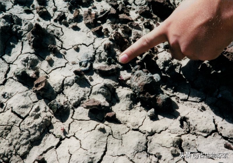 原始暴龙和原始大猩猩,发现远古传说中的霸王龙
