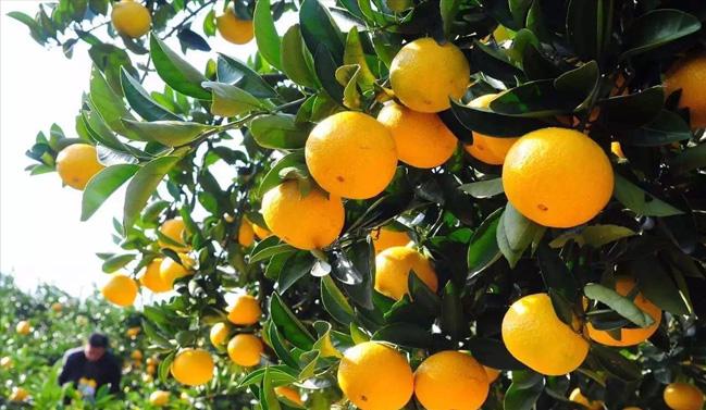 浙江高山甜桔柚,浙江绿色甜桔柚