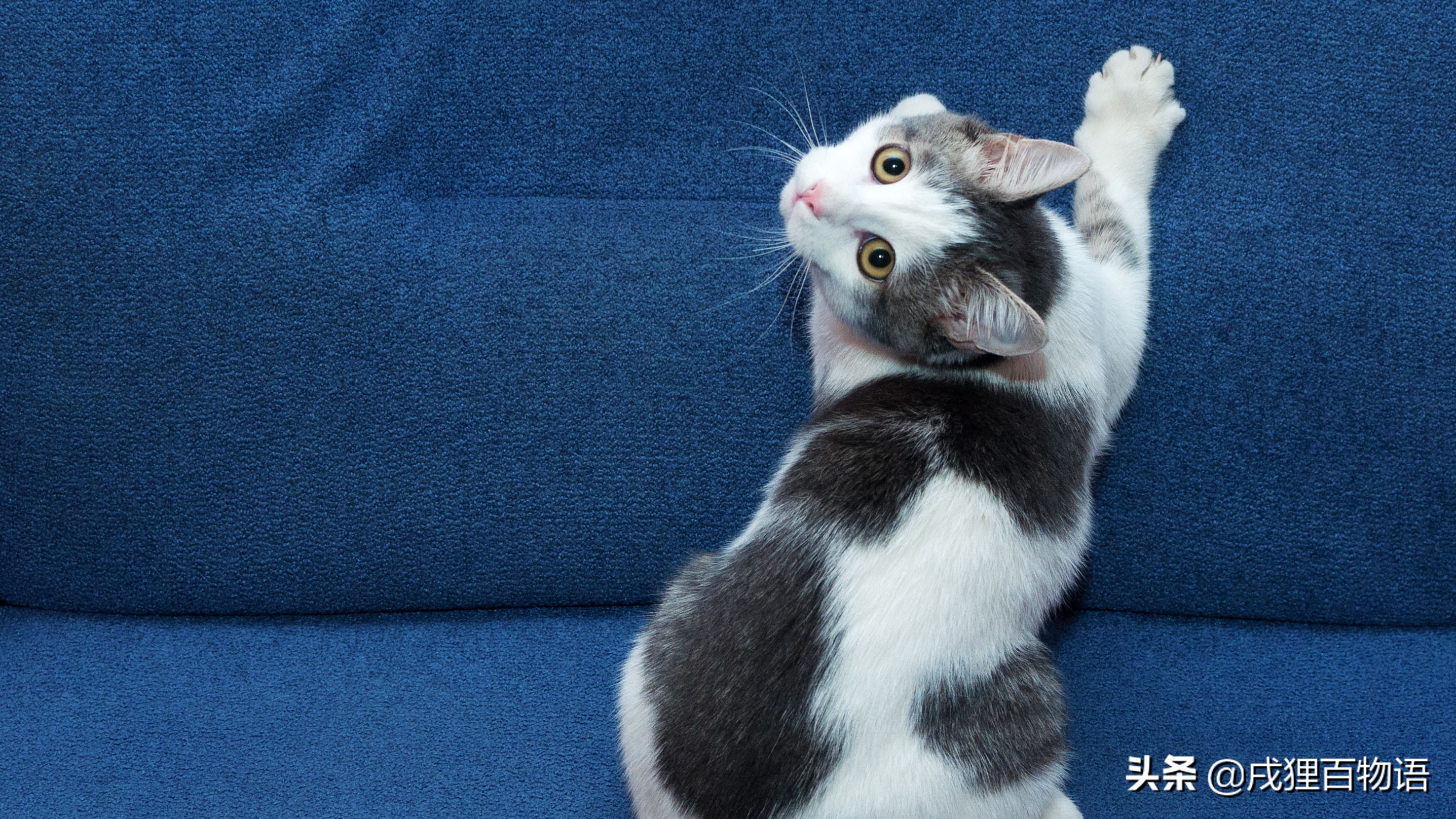 猫咪总是抓挠家具怎么办,猫咪怎么才能不乱挠家具