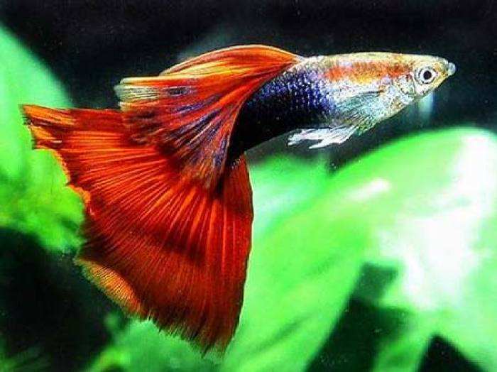 养孔雀鱼用什么灯,家里养孔雀鱼好吗
