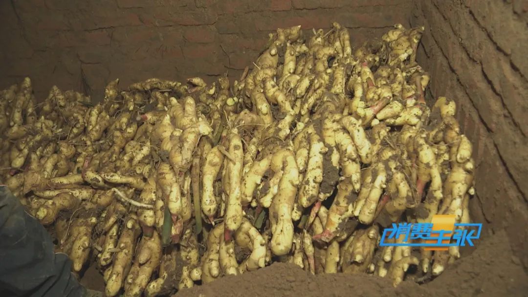 大量精品生姜出售,今日鲜姜收购价格