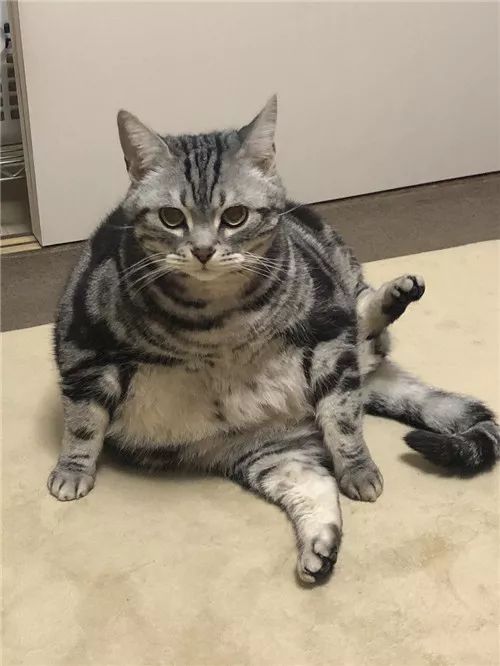 老板，这圆滚滚地怎么恢复出厂设置，说好的小可爱呢？