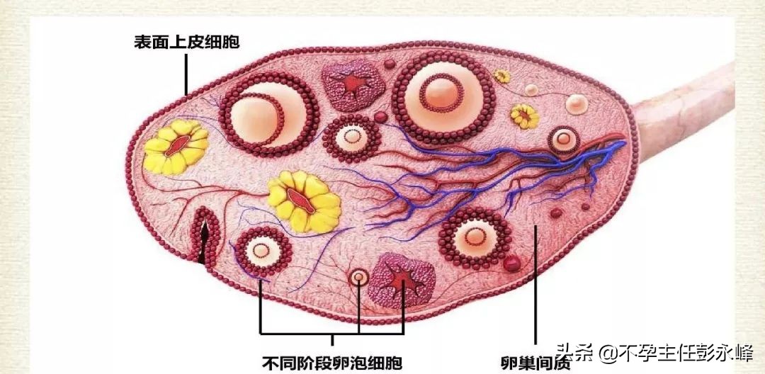 卵巢是女人的子宫吗,卵巢子宫是一回事吗